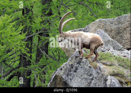 Steinbock, Steinbock, Nanny Bergziege, Ruminat, Horntiere, Boviden, Deutschland, Berge, Hörner, Tiere, Capra Ibex, wildes Tier, Stockfoto