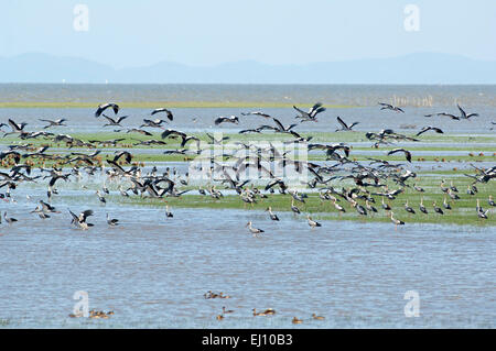 Asiatischer Openbill, Flug, Tale Noi, Thailand, Vogel, Wader, Anastomus Oscitans, Gruppe Stockfoto