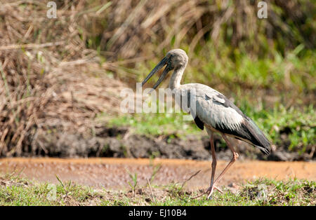 Asiatischer Openbill, Gruppe, Tale Noi, Thailand, Vogel, Wader, Anastomus oscitans Stockfoto