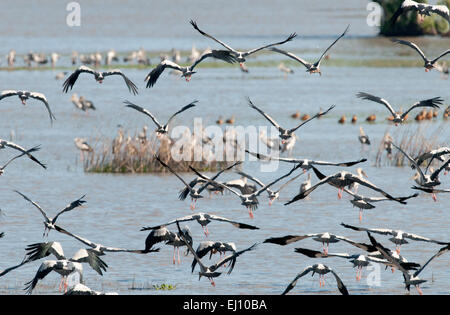 Asiatischer Openbill, Flug, Tale Noi, Thailand, Vogel, Wader, Anastomus Oscitans, Gruppe Stockfoto