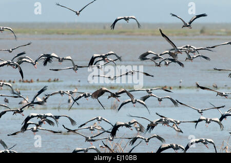 Asiatischer Openbill, Flug, Tale Noi, Thailand, Vogel, Wader, Anastomus Oscitans, Gruppe Stockfoto