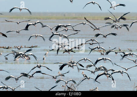 Asiatischer Openbill, Flug, Tale Noi, Thailand, Vogel, Wader, Gruppe, Anastomus oscitans Stockfoto