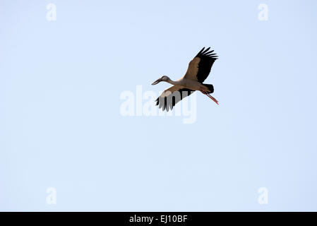 Asiatischer Openbill, fliegen, Thailand, Bec, Ouvert Indien, Vogel, Wader, Anastomus Oscitans, Flug Stockfoto