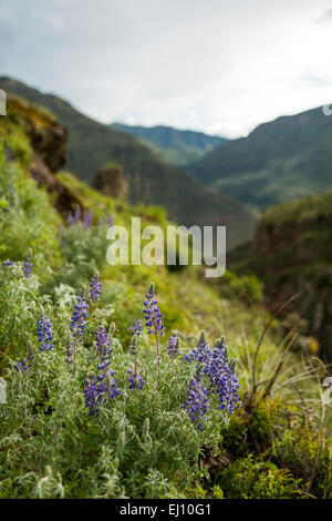 Blick vom Inka-Zitadelle von Pisac Ruinen, Pisac, Heiliges Tal, Peru Stockfoto