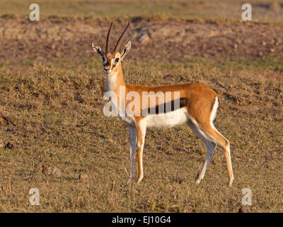 Thomson es Gazelle Hirsch Stockfoto