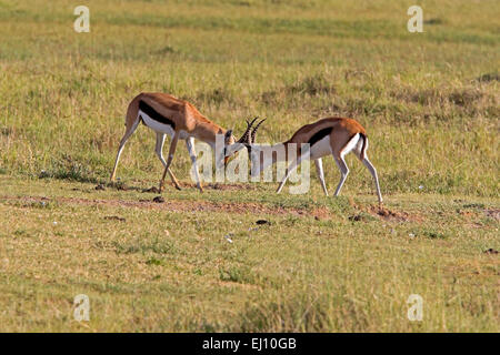 Junge Thomson es Gazelle Hirsche kämpfen Stockfoto