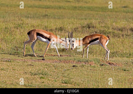 Junge Thomson es Gazelle Hirsche kämpfen Stockfoto