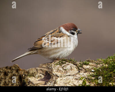 Eurasische Tree Sparrow thront auf Zweig Stockfoto