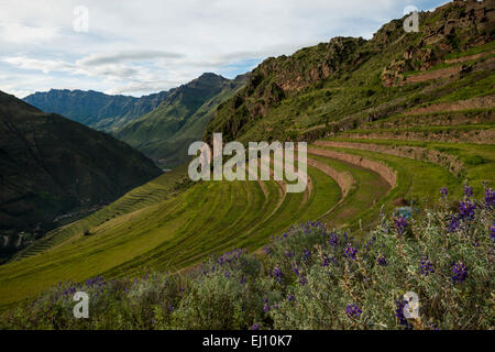 Blick von der Zitadelle von Pisac Inkaruinen und traditionelle terrassierten Felder, Pisac, Heiliges Tal, Peru Stockfoto