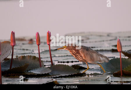 Chinesische Pfund Reiher, Reiher, Erwachsener, rosa, Seerosen, Thailand, Vogel, Wader, Ardeola Bacchus, Sonnenuntergang Stockfoto