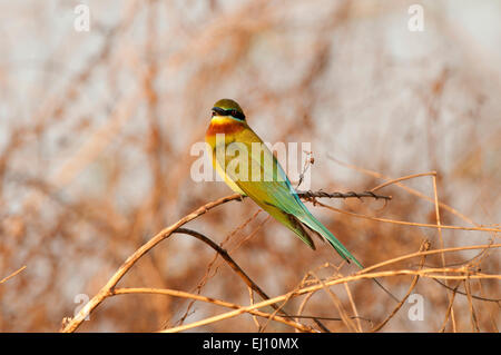 Blaue Biene-Esser, Bienenfresser, Thailand, Vogel, tailed Merops Philippinus, Sonnenuntergang Stockfoto
