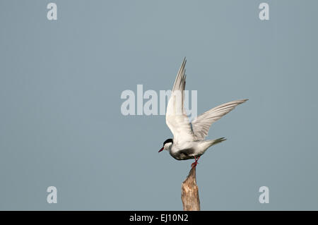 Weissbart Tern, Take off, Seeschwalbe, Vogel, Chlidonias hybrida Stockfoto