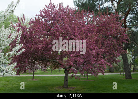 Malus 'Indian Magic', fotografiert im Arie Den Boer Garten in Des Moines, Iowa. Stockfoto