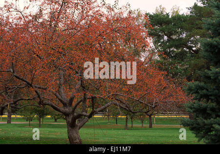 Malus 'Indian Magic', fotografiert im Arie Den Boer Garten in Des Moines, Iowa. Stockfoto