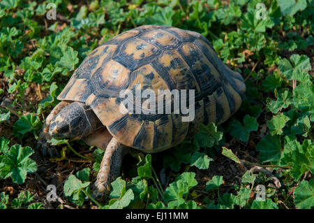 Sporn-thighed Tortoise oder griechische Schildkröte (Testudo Graeca), Region von Andalusien, Spanien, Europa Stockfoto