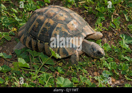 Sporn-thighed Tortoise oder griechische Schildkröte (Testudo Graeca), Region von Andalusien, Spanien, Europa Stockfoto