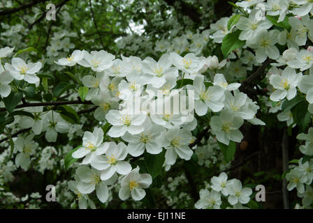 Malus 'PROFESSOR SPRENGER' Arie Den Boer Garten in Des Moines, Iowa. Stockfoto