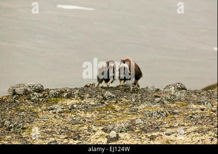 Moschusochsen, Ovibos Moschatus, ausgeführt im Dovrefjell Nationalpark, Dovre in Oppland Fylke, Norwegen. Stockfoto