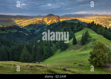 Ansicht, Hundwiler Höhe, Hundwil Höhe, Schweiz, Europa, Kanton Appenzell, Ausserrhoden, Holz, Wald, Fichten, Alp, morgen l Stockfoto