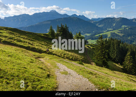 Ansicht, Hundwiler Höhe, Hundwil Höhe, Schweiz, Europa, Kanton Appenzell, Ausserrhoden, Holz, Wald, Fichten, Wanderweg, Morn Stockfoto