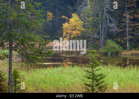 Mörliwald, Schweiz, Europa, Kanton Obwalden, Glaubenbielen, Naturschutzgebiet, Holz, Wald, sumpfige, Landschaft, moor, Wald-la Stockfoto