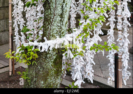 O-mikuji (Glücksschreiber), gebunden an einen Kirschbaum im Yasaka-Schrein, einem Shinto-Tempel im Stadtteil Gion in Kyoto, Japan Stockfoto