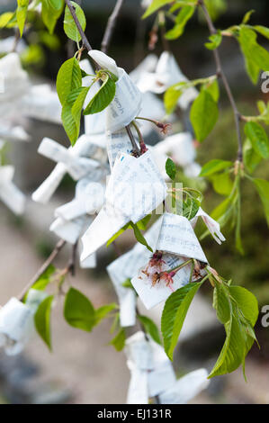 O-mikuji (Glücksschreiber), gebunden an einen Kirschbaum im Yasaka-Schrein, einem Shinto-Tempel im Stadtteil Gion in Kyoto, Japan Stockfoto
