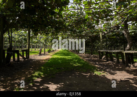 Kiwi Frucht Reben wachsen auf dem Kiwi 360-Bauernhof in der Nähe von Tauranga, Neuseeland. Stockfoto