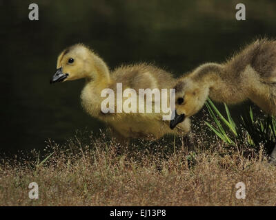 Kanadische Gänse (Branta Canadensis) Gänsel Fütterung am Ufer eines kleinen Sees in der Sierra Foothills of Northern California. Stockfoto