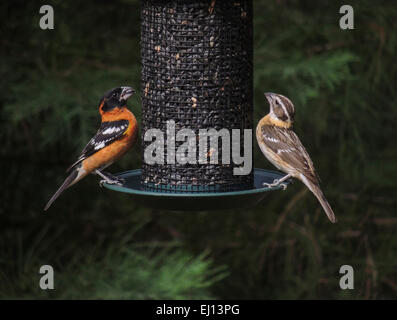 Black-headed Kernbeißer (Pheucticus Melanocephalus) männlich und weiblich besuchen ein Vogelhaus mit Sonnenblume während ihrer jährlichen gefüllt Stockfoto