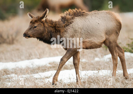 Wild Mountain Elk, Banff Nationalpark Alberta Kanada Stockfoto