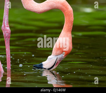 Bild zeigt Flamingo Filter Fütterung. Zoo gefangen Bild. Stockfoto