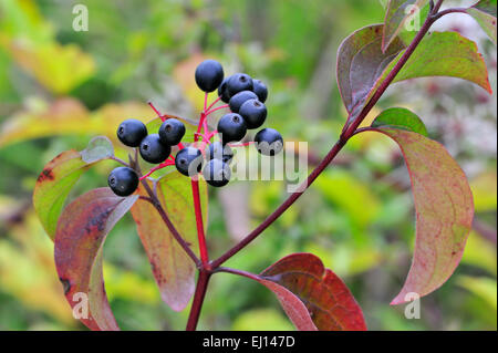 Gemeinsamen Hartriegel / Europäische Hartriegel (Cornus sanguineaund) Nahaufnahme von Blättern und Beeren Stockfoto