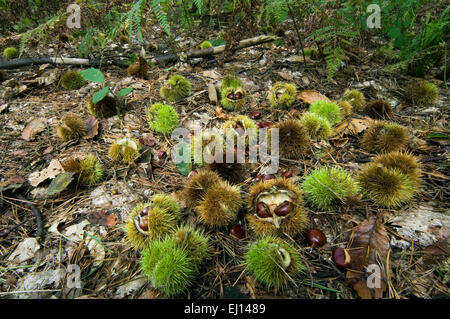 Stachelige Cupules mit Kastanien der Edelkastanie (Castanea Sativa) liegen auf dem Waldboden im Herbst Stockfoto