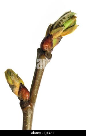 Edelkastanie (Castanea Sativa) Knospen öffnen und Blättern entstehen im Frühjahr vor weißem Hintergrund Stockfoto