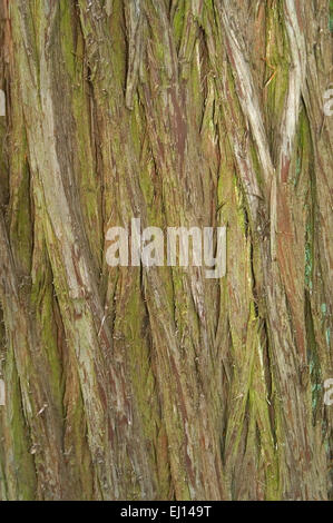 Dämmerung-Rotholz (Metasequoia Glyptostroboides) Nahaufnahme von Baumrinde, aus der Region Sichuan, Hubei, China Stockfoto