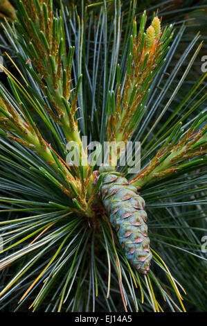 Östliche weiße Kiefer / nördliche weiße Kiefer, Weymouth Kiefer / weiche Kiefer (Pinus Strobus) zeigt die Entwicklung in den USA heimisch Kegel Stockfoto