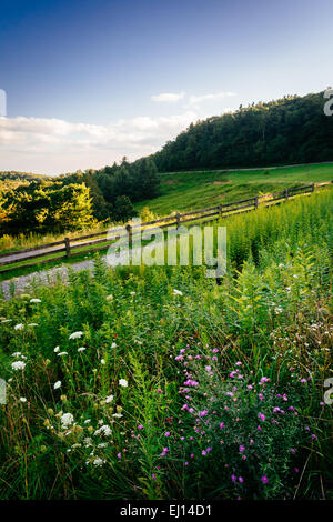 Wildblumen und Gräser an Moses Kegel Park, entlang der Blue Ridge Parkway in North Carolina. Stockfoto