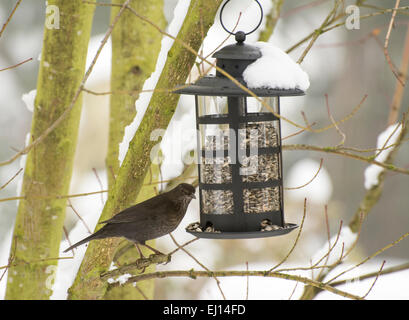 Amsel im Winter sitzen an einem Futterhäuschen gefüllt mit Sonnenblumenkernen Stockfoto