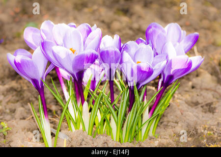 Makro aus einer Gruppe von lila Krokus Blüten Stockfoto