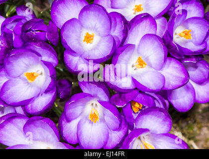 Makro aus einer Gruppe von lila Krokus Blüten Stockfoto