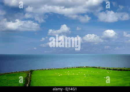 Schafe auf der Weide mit Meerblick. Galway Bay, schwarzer Kopf, Burren, Irland Stockfoto