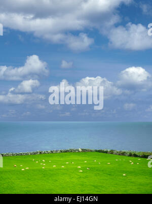 Schafe auf der Weide mit Meerblick. Galway Bay, schwarzer Kopf, Burren, Irland Stockfoto