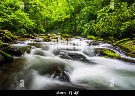 Kaskaden im Fluss Oconaluftee, an großen Smoky Mountains National Park, North Carolina. Stockfoto