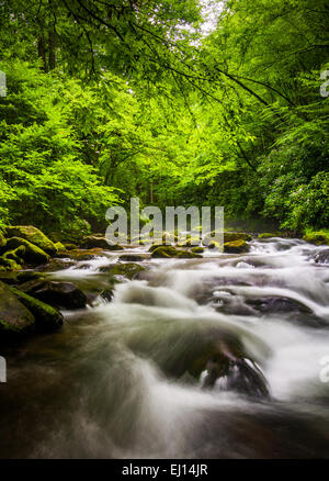 Kaskaden im Fluss Oconaluftee, an großen Smoky Mountains National Park, North Carolina. Stockfoto