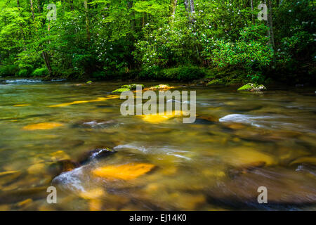 Kaskaden im Fluss Oconaluftee, an großen Smoky Mountains National Park, North Carolina. Stockfoto