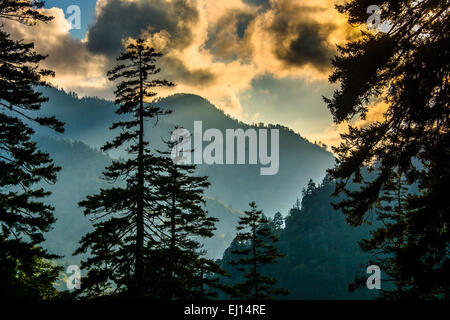 Abends Blick durch die Kiefern von einem Aussichtspunkt auf Newfound Gap Road, Great Smoky Mountains National Park, Tennessee. Stockfoto