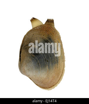 Hühnchen Teppich Shell - Venerupis senegalensis Stockfoto