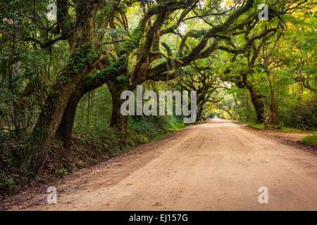 Eichen entlang der unbefestigten Straße Botany Bay Plantation auf Edisto Island, South Carolina. Stockfoto