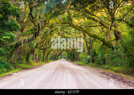 Eichen entlang der unbefestigten Straße Botany Bay Plantation auf Edisto Island, South Carolina. Stockfoto